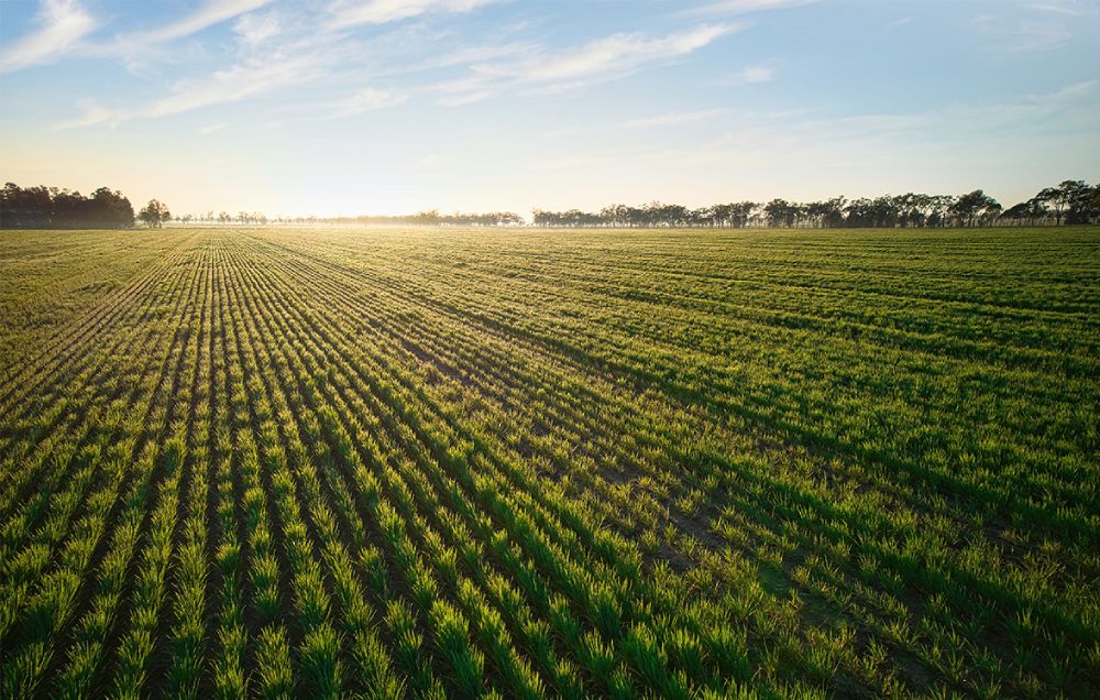 crop field