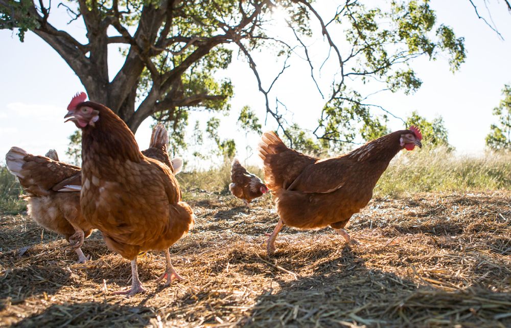 hens